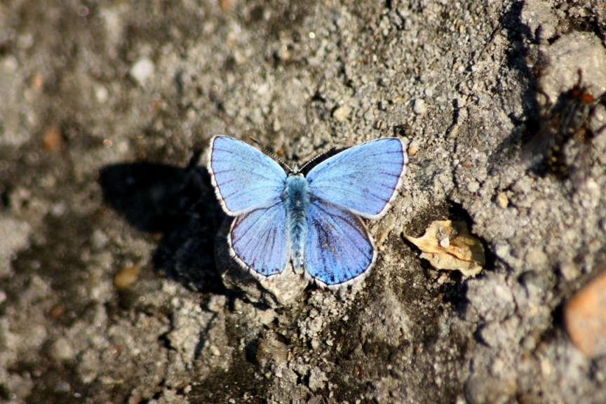 LICENIDI>LYSANDRA BELLARGUS?